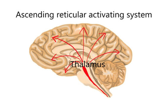 Ascending reticular activating system