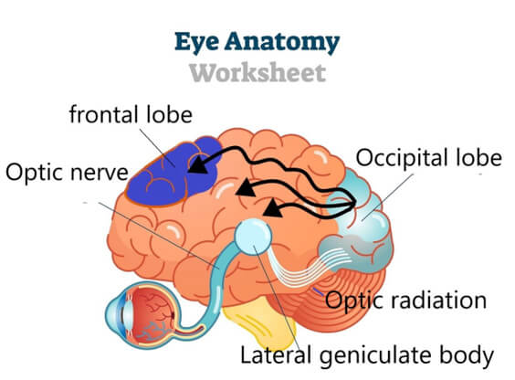 Eye-Anatomy-Worksheet