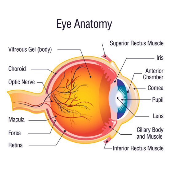 Eye-Anatomy