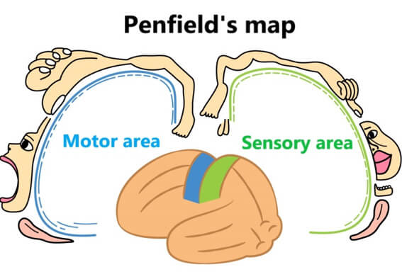 penfield's map